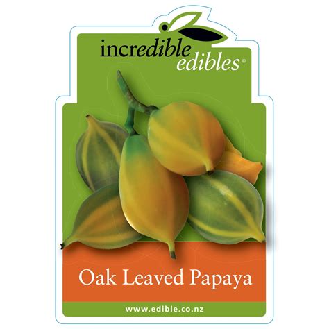 Oak Leaved Papaya — Incredible Edibles - NZ’s Edible Plant Specialists