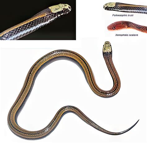 A New Genus And Species Of Snake From The Lost World Guyana