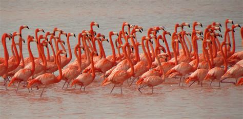 Introduzir 65 imagem por que o flamingo é rosa br thptnganamst edu vn