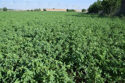 Elegir Cultivar Alfalfa Razones Y Pautas De Siembra Forrajes Y