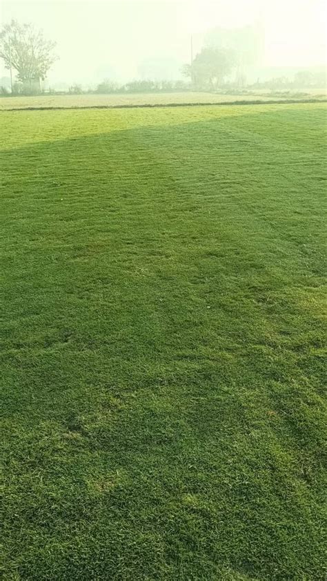 Natural Green Square Diamond Lawn Grass At Rs 5sq Ft In Nagpur Id 2853364641362