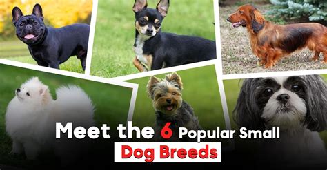 Meet the 6 Popular Small Dog Breeds: A Comprehensive Guide