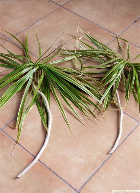 Dracaena Marginata Sansevieria House Plants Decor House Plants