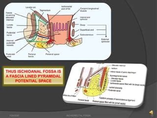 perineum ischiprectal fossa pptx
