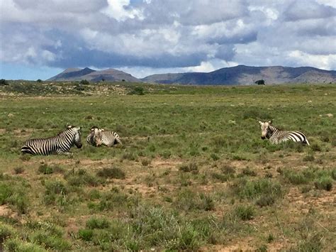 Mountain Zebra National Park Campground Reviews Cradock South