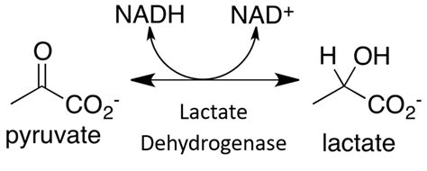 Chapter Enzyme Principles And Biotechnological Applications Chemistry