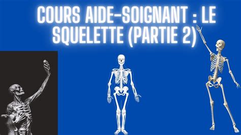 Cours Aide Soignant Le Squelette Appareil Locomoteur Partie Youtube