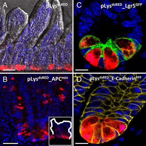 Enteroendocrine And Tuft Cells Support Lgr Stem Cells On Paneth Cell