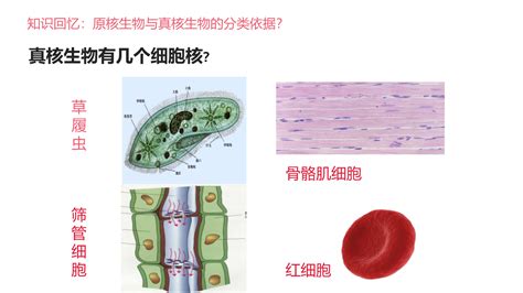 3.3细胞核的结构和功能_正确云资源