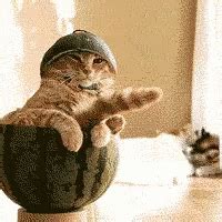 Cat Watermelon GIF - Cat Watermelon Silly - Discover & Share GIFs