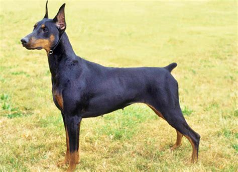 Dobermann | Dog Breeds Facts, Advice & Pictures | Mypetzilla UK