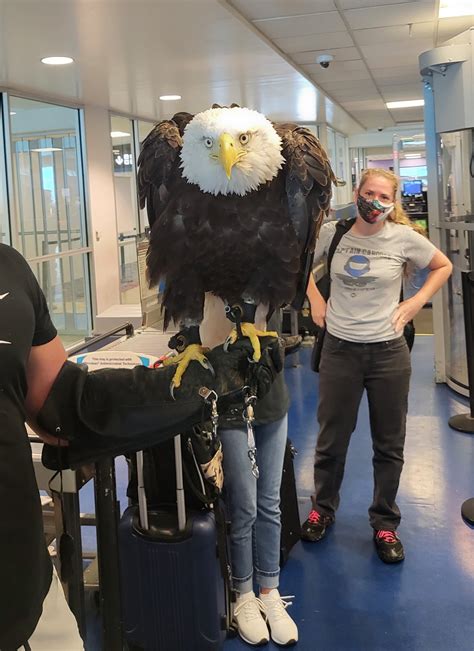 TSA Southeast on Twitter: "TSA officers are used to seeing an eagle on ...