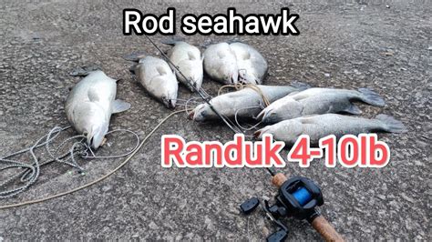 Casting Ikan Siakap Kolam Air Masin Rod Seahawk Randuk Lb Youtube