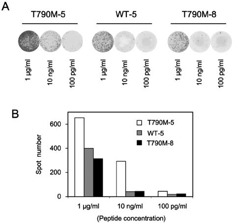 Cross Reactivity Of T790m 5 Stimulated T Cells Against The Wild Type Or Download Scientific