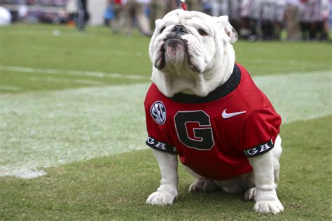 UGA X, winningest Georgia Bulldgogs mascot and 'damn good dawg,' dies at 10