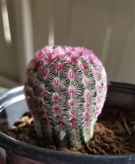 Arizona Rainbow Cactus Rainbow Hedgehog Cactus Echinocereus