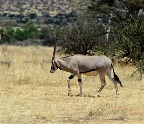 Premium Photo Gemsbok Antelope Oryx Gazella Running Kalahari