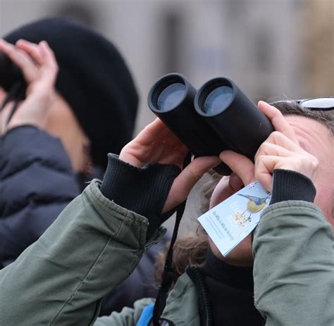 Stunde der Wintervögel ruft zum Vogelzählen auf WELT