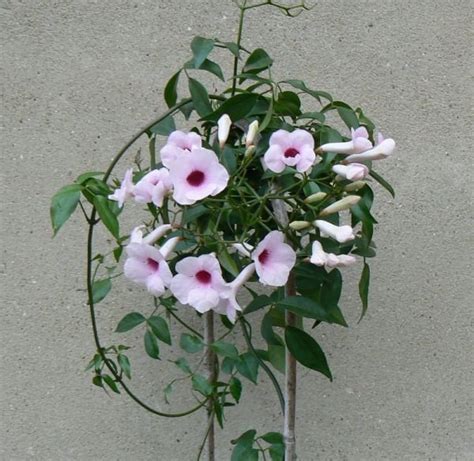 Rare Pink Bower Vine Pandorea Jasminoides Seeds