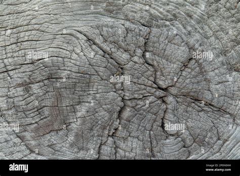 Old Tree Stump Texture Cracked Rustic Wood Texture Stock Photo Alamy