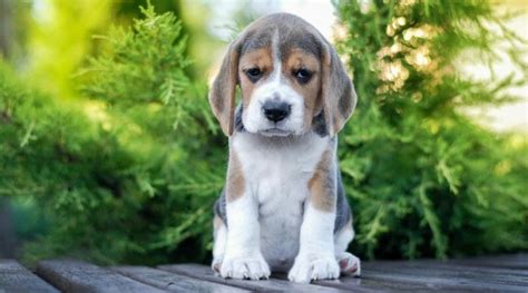 Beagle Size Chart | Growth & Weight Chart