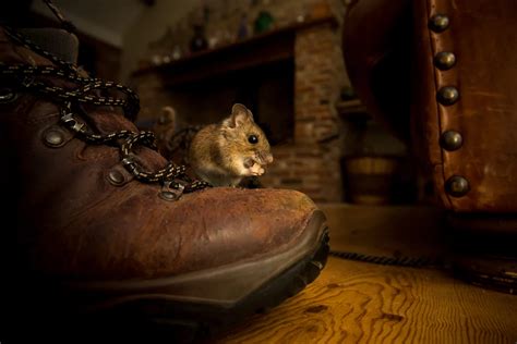 How to Deal With Mice in Your Home | Eco Serve Pest Services