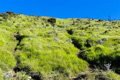 8 Fakta Edelweis Bunga Abadi Di Gunung Yang Tak Boleh Dipetik