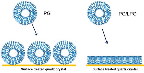 Membranes Free Full Text Formation Of A Fully Anionic Supported