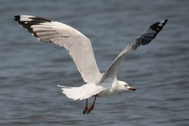 Charadriiformes - Alchetron, The Free Social Encyclopedia