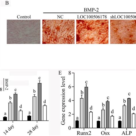 Loc Is Increased In Bmp Induced Osteogenic Differentiation Of