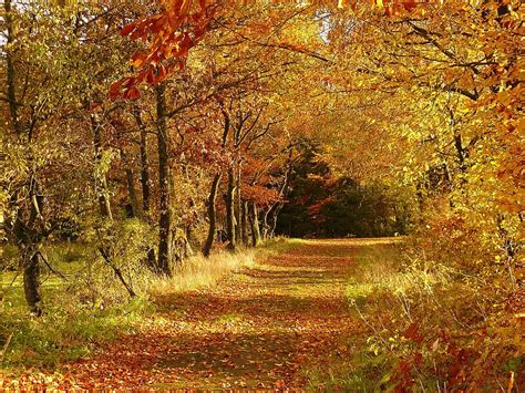 Autumn Fall Foliage Golden Autumn Leaves Leaves In The Autumn