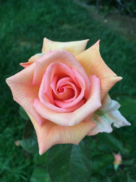 A Pink Rose With Green Leaves In The Background