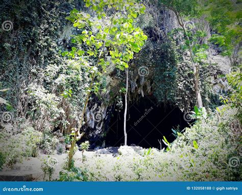 Tropical Cave Stock Photo Image Of Plants Nature Trees 132058188