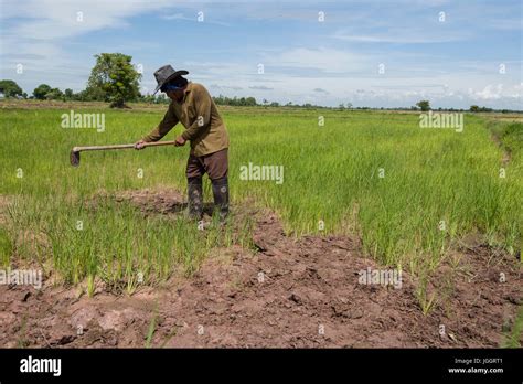 Rice Farming In Thailand Stock Photo Alamy