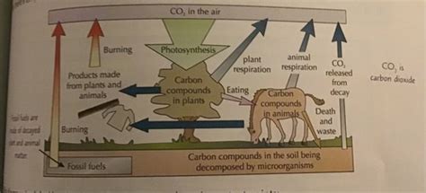 Gcse Biology The Carbon Cycle Flashcards Quizlet