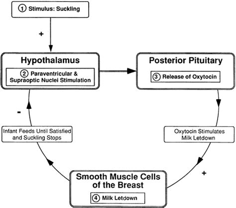 9 The Endocrine System Handbook Of Pathophysiology