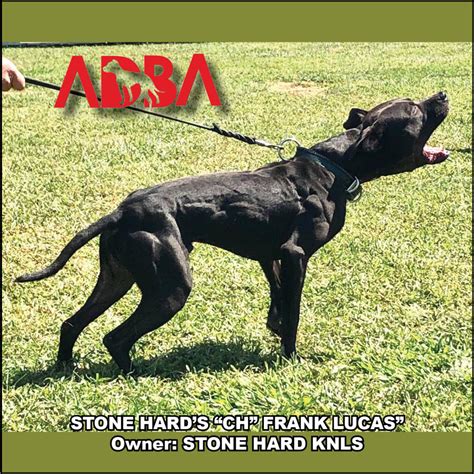 American Dog Breeders Association Champion Of The Week