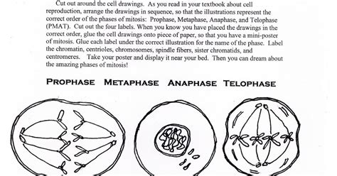 Science Tutor Phases Of Mitosis Activity Worksheet