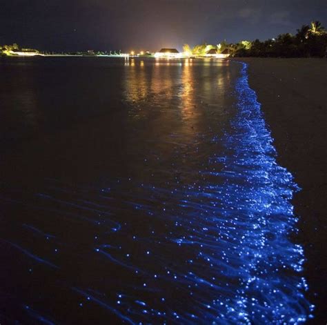 🌊 On Twitter Mysterious Places On Earth Bioluminescent Bay Vieques