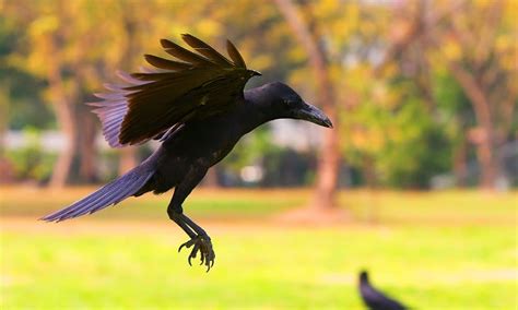 12 Tips on How to Attract Crows to Your Yard in 2024 | World Birds