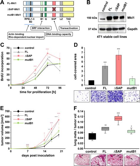 Mkl1 Induces Primary Tumor Growth And Lung Metastasis Formation A