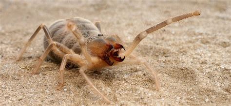 Фаланга паук - картинки и фото poknok.art