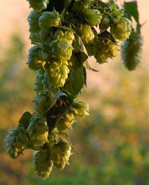 Hops Grow All Over The Willamette Valley In The Summer Maybe Thats Why Portland Has More