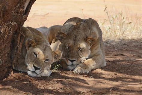 4 Day Masai Mara Lake Nakuru Jeep Safari Witness The 8th Wonder