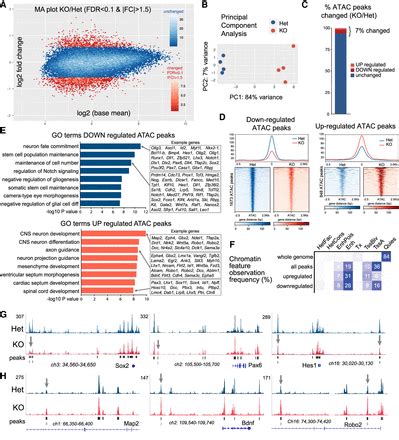 Baf Subunit Switching Regulates Chromatin Accessibility To Control Cell