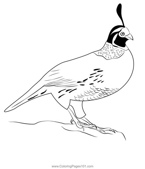 California Quail Bird Coloring Page For Kids Free Quails Printable