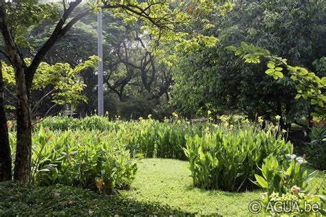 Queen Sirikit Botanical Garden Agua Be Waterlelies En Lotus