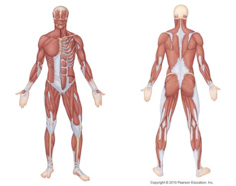 leg muscles Diagram | Quizlet