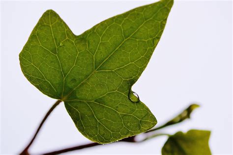 Free Images Tree Nature Branch Leaf Flower Green Insect Ivy