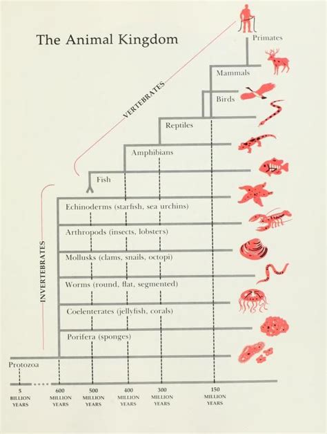 The Animal Kingdom Diagram